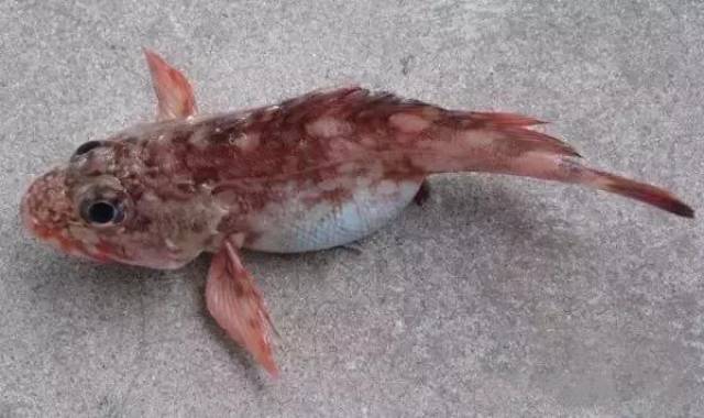 在舟山论海鲜,怎么能少了这条呆萌的小海鱼!