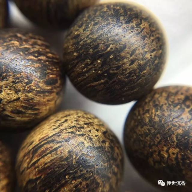 大戟科沉香特点图片