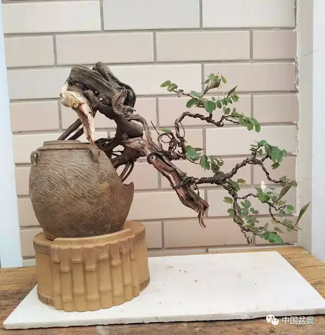 如何将树桩做成美丽的盆景