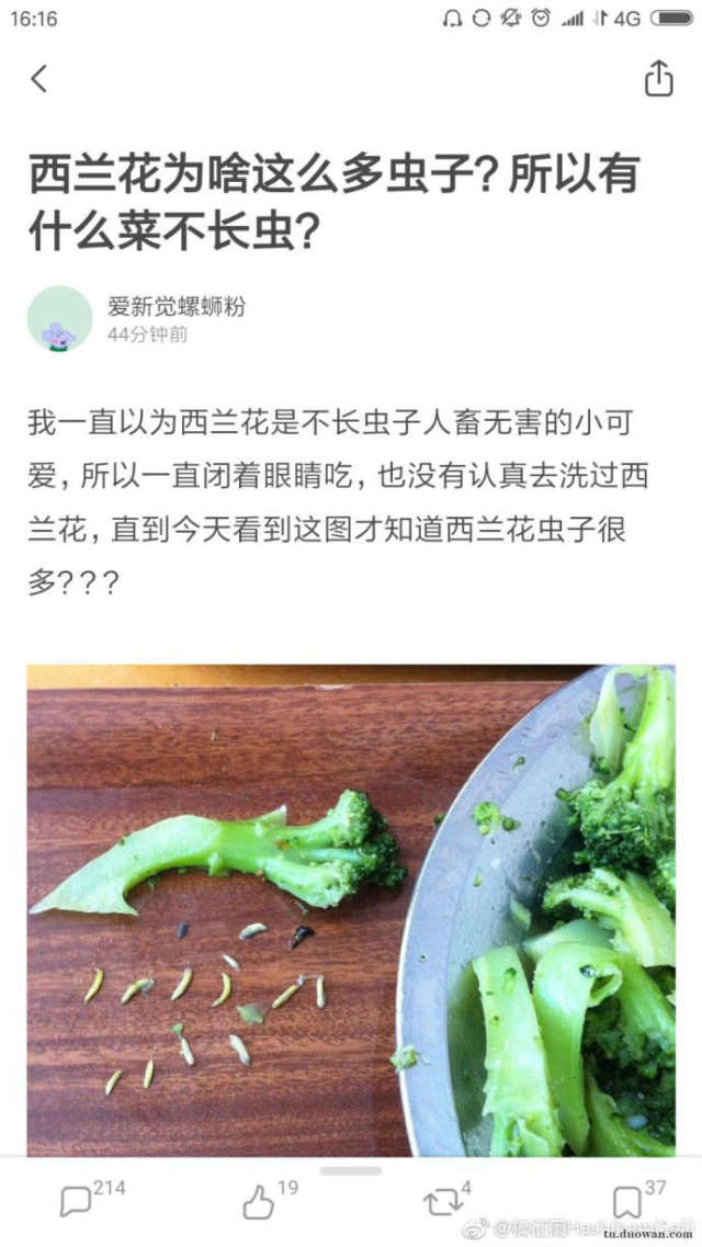 恭喜赵丽颖冯绍峰结婚 段子:西兰花为啥这么多虫子?
