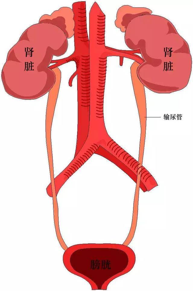憋尿憋多了你的膀胱会爆炸?