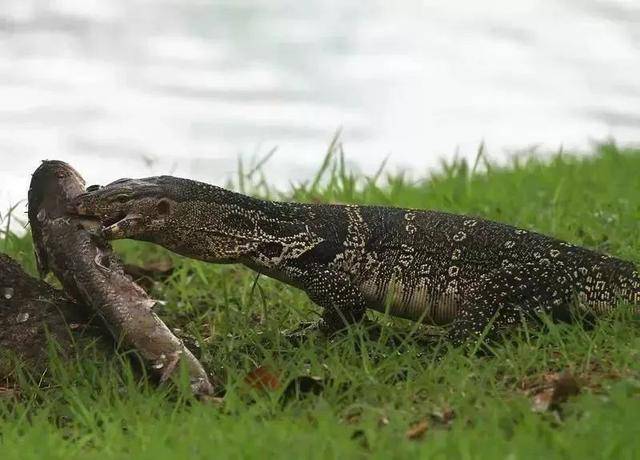 大魚還是大蛇?廣州河道現未知生物,水底爬出,鑽進岸邊洞穴