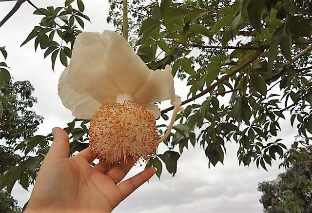 猴面包树的花很大,呈白色,只在夜间开放.