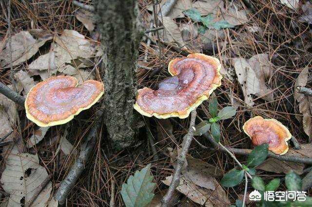 农村的野生灵芝有什么功效?_手机搜狐网