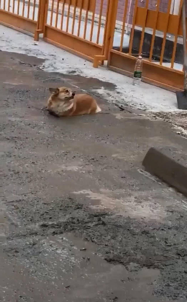 柯基独自去玩,十分钟后听到狗叫声,主人抬头看到令他