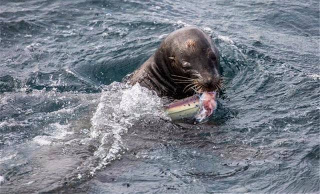 饥饿海狮疯狂攻击鲨鱼,一向无敌的凶猛鲨鱼,竟被海狮杀死了
