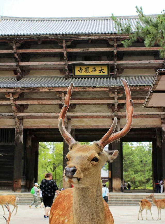 奈良博物馆正仓院