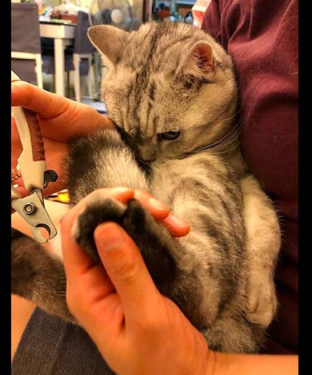 主人正在给猫咪剪指甲,它却一副凶狠狠的表情:别剪到肉了!