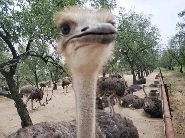 鄭州金鷺鴕鳥園,吃喝玩樂都有