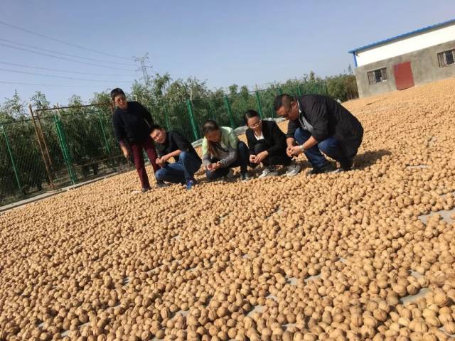 【核桃/葡萄干/红枣的诞生】大五合走进新疆,带来甜蜜问候!