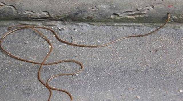 铁线虫喜欢生活在水里,身体充满韧性,但它脱离水后就会变得像铁丝一样