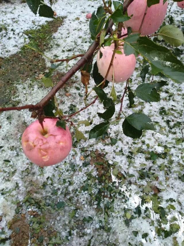 淄博24小时天气预报预报 淄博24小时天气预报预报