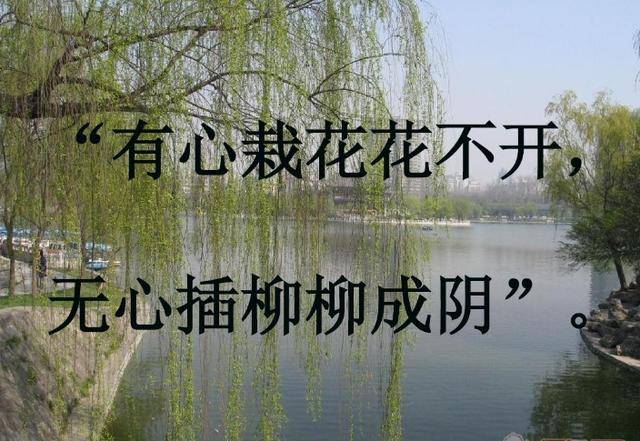 为什么有心栽花花不开,无心插柳柳成荫?原来问题出在这里_手机搜狐网