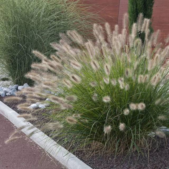 这类观赏草可以养在院子里,作为盆栽植物就很好看