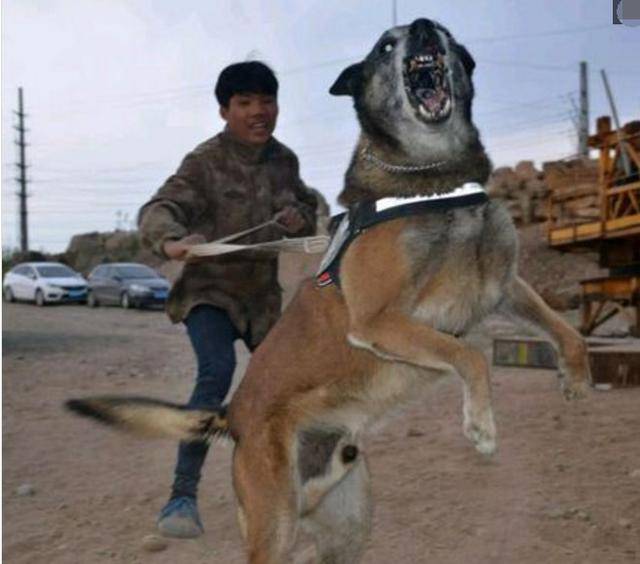 有一些狗狗天生就是恶狗,不仅长得比较凶猛,而且脾气还相当火爆