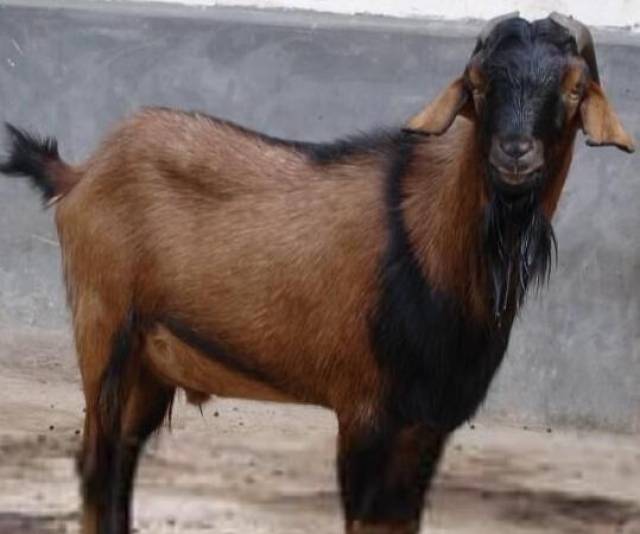 四川羊肉汤天下闻名,多亏这羊,个头大,生长快,经济价值高!