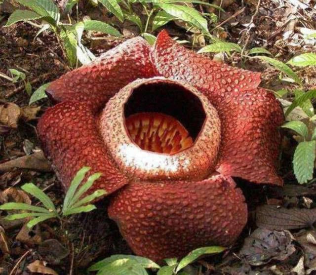 食人花真的会吃人吗?到底有没有流传的那么恐