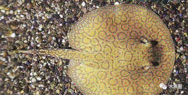 魟: 花魟: 黑白魟: 太空魟: 帝王魟: 老虎魟: 帝王魟: 珍珠魟: 三色魟