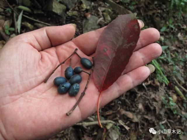 圆叶鼠李——鼠李科,成熟果实呈黑色