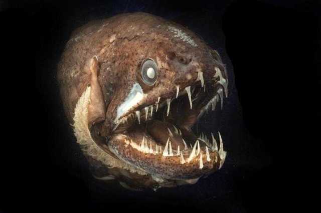 六种长牙齿的奇怪恐怖鱼类,来面对恐惧的支配吧!