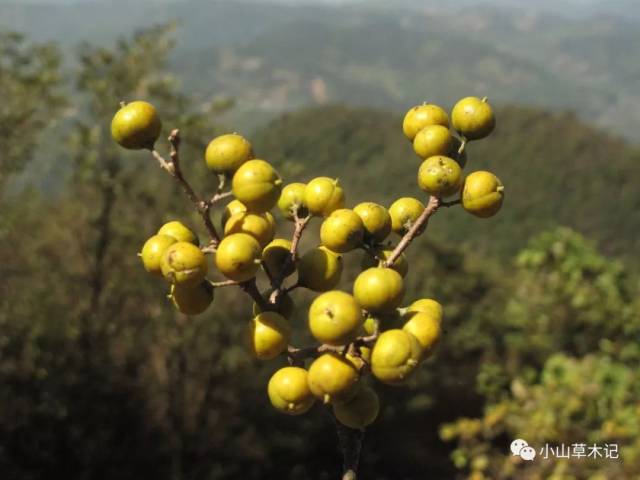 南岭荛花——瑞香科,花朵,幼果和成熟果实并现