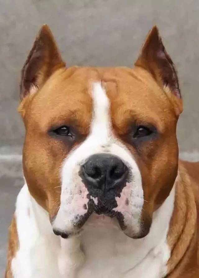 如此霸气又呆萌的斯塔福,确定不来一只吗?_手机搜狐网