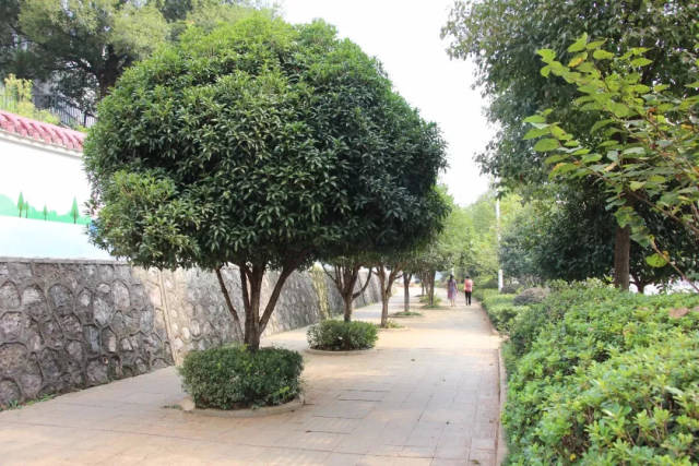 桂阳的秋在桂花的迷香里 桂阳的秋,大概是从路旁的桂花树飘香开始的.