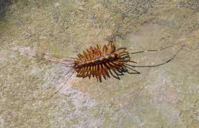 农村一种叫做"篦子虫"的百足虫有毒吗?遇到请小心为妙