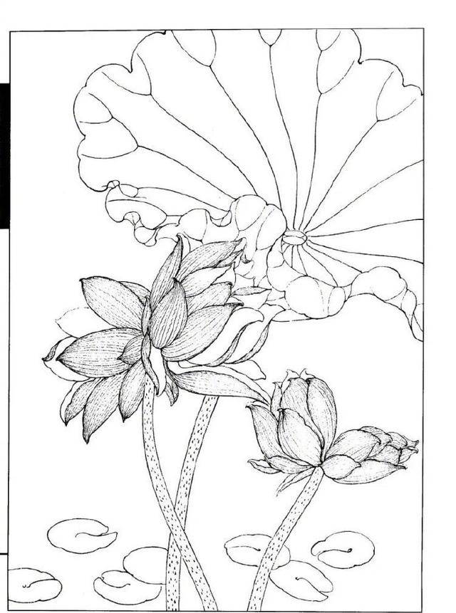 工笔画线描荷花,适合绘画初学者学习!