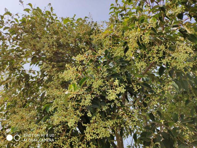 小米8屏幕指纹版开箱评测!强悍配置屏幕指纹加持完美