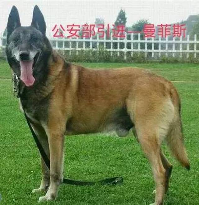 曼菲斯马犬原版图片图片