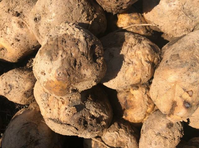 山西静乐100万斤红皮土豆销售难,再过一个月将会被冻坏!