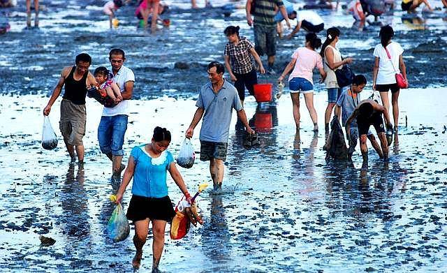 福建8个热门赶海地:捡海鲜有秘诀,300米捡海螺,1000米捡皮皮虾