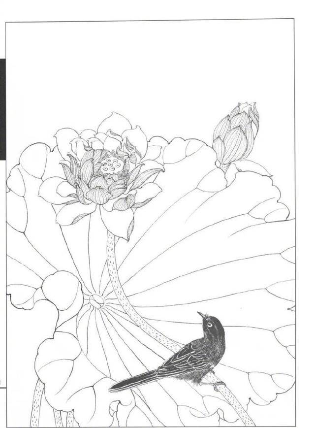 工笔画线描荷花,适合绘画初学者学习!
