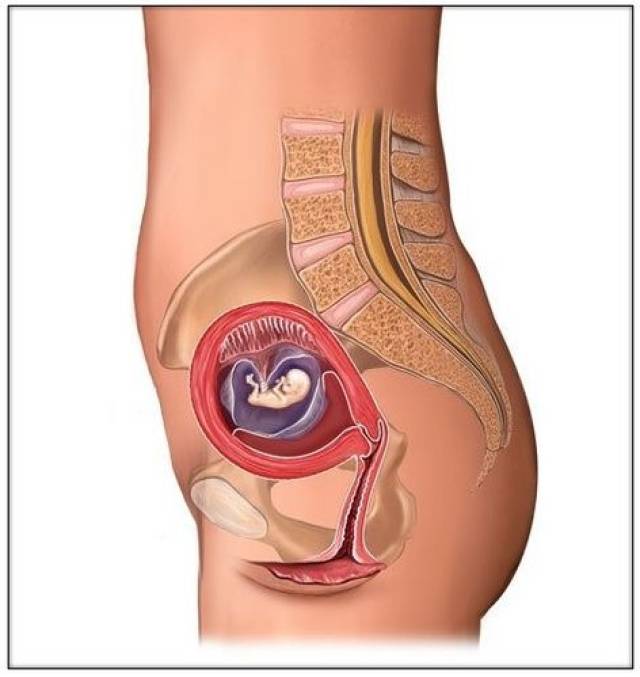 技术好!孕妇耻骨位置图"五湖四海"-第2张图片-华泰博客