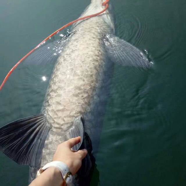 千岛湖钓鱼,钓起大青鱼,这个头,够不够100斤?