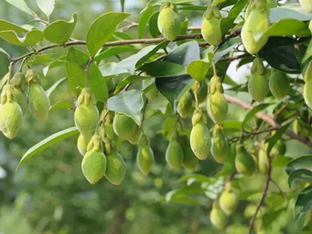 神奇的沉香果_手机搜狐网