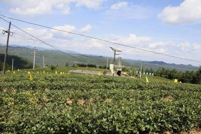 四川大觀梁生態農業科技有限公司位於巴中市巴州區清江鎮和白廟鄉交接