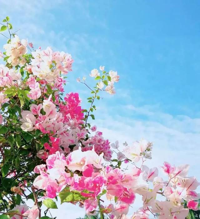 被抖音无数次刷屏的10000㎡粉色花海,居然隐藏在这里!关键还免费!