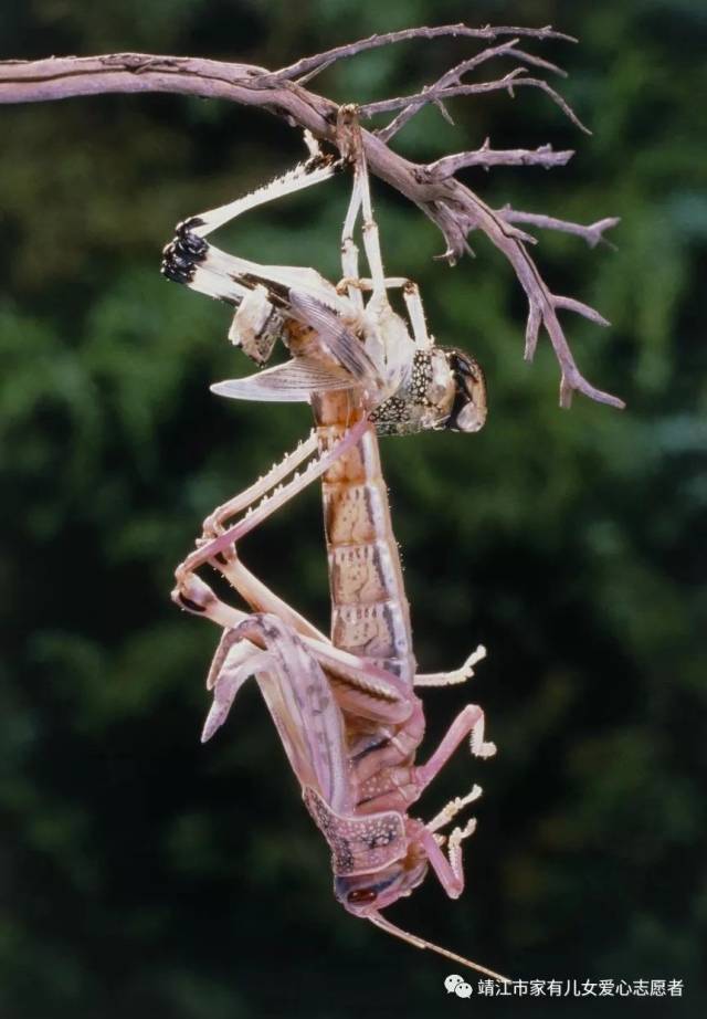 灰蝗虫的繁殖图片