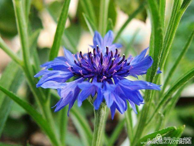 史料是这样记载的: 普鲁士皇帝威廉一世的母亲路易斯王后,在一次内战