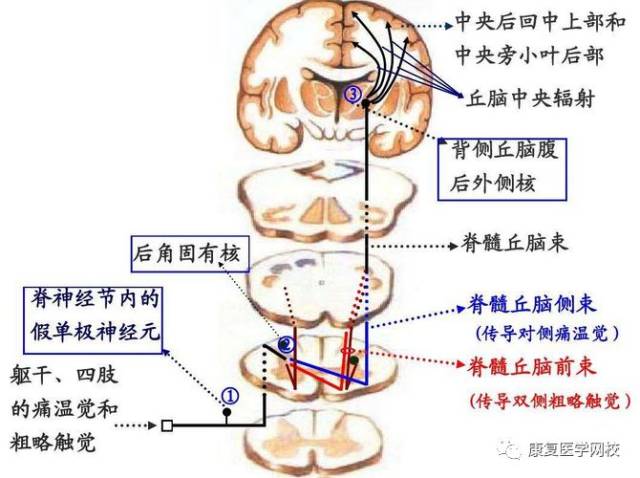 康复考试027必背考点:神经系统—痛,温,触,压传导路