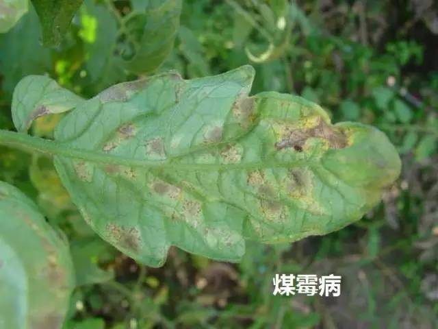 背面產生灰白色至黑褐色黴層(葉面病斑淡黃色,邊緣不明顯)——葉黴病