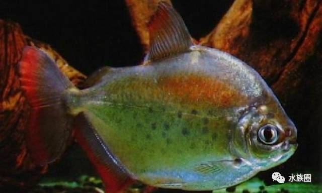 二者区别主要在于:花豹银板体型较圆,头部呈椭圆状,整体较接近菱形;喷