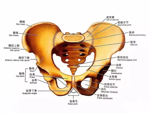 男性骨盆结构图解图片