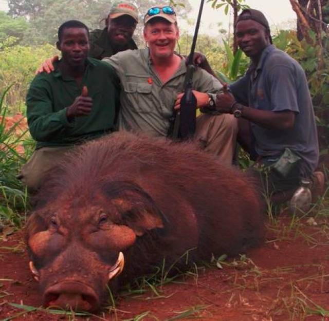 而出生后的小巨林猪,一旦获得了独立生存能力,就会在森林里好好锻炼