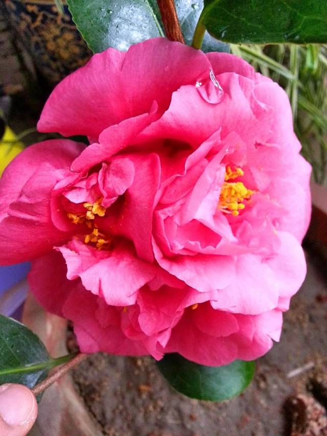 【每日一花】克瑞墨大牡丹,形似牡丹,实为山茶!