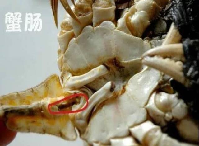 前脚吃完螃蟹,后脚就进了医院?吃蟹季,这几类人要小心!