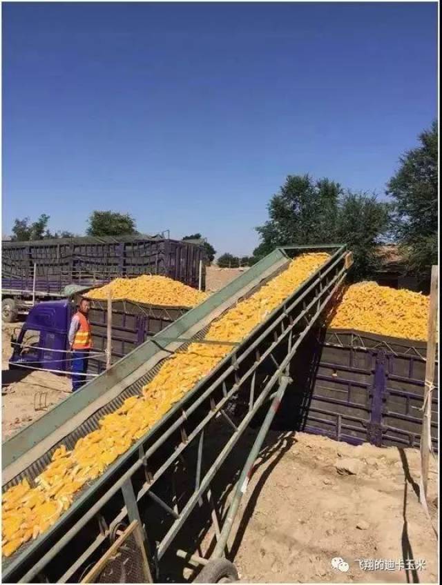 预测:玉米价格突破"1元"大关,2019年迈入"牛市"