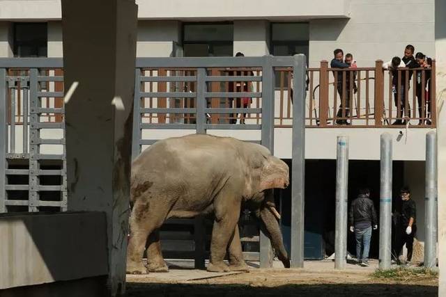 天津動物園動物館舍修葺完工